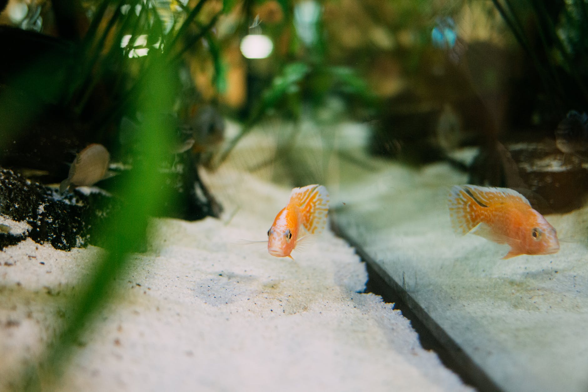 The Beginner’s Guide to Aquarium Maintenance