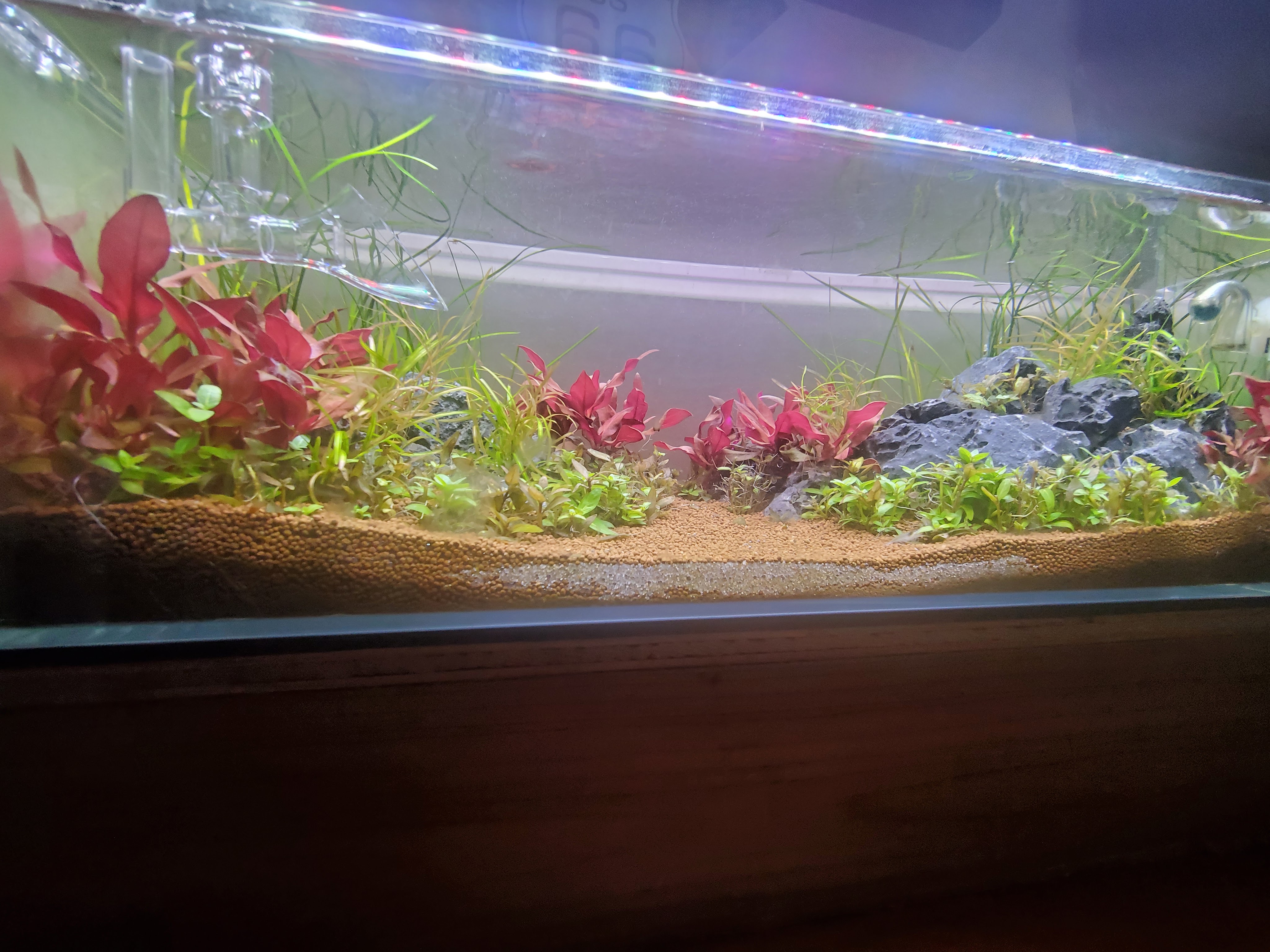 Which filter is best for your aquarium?