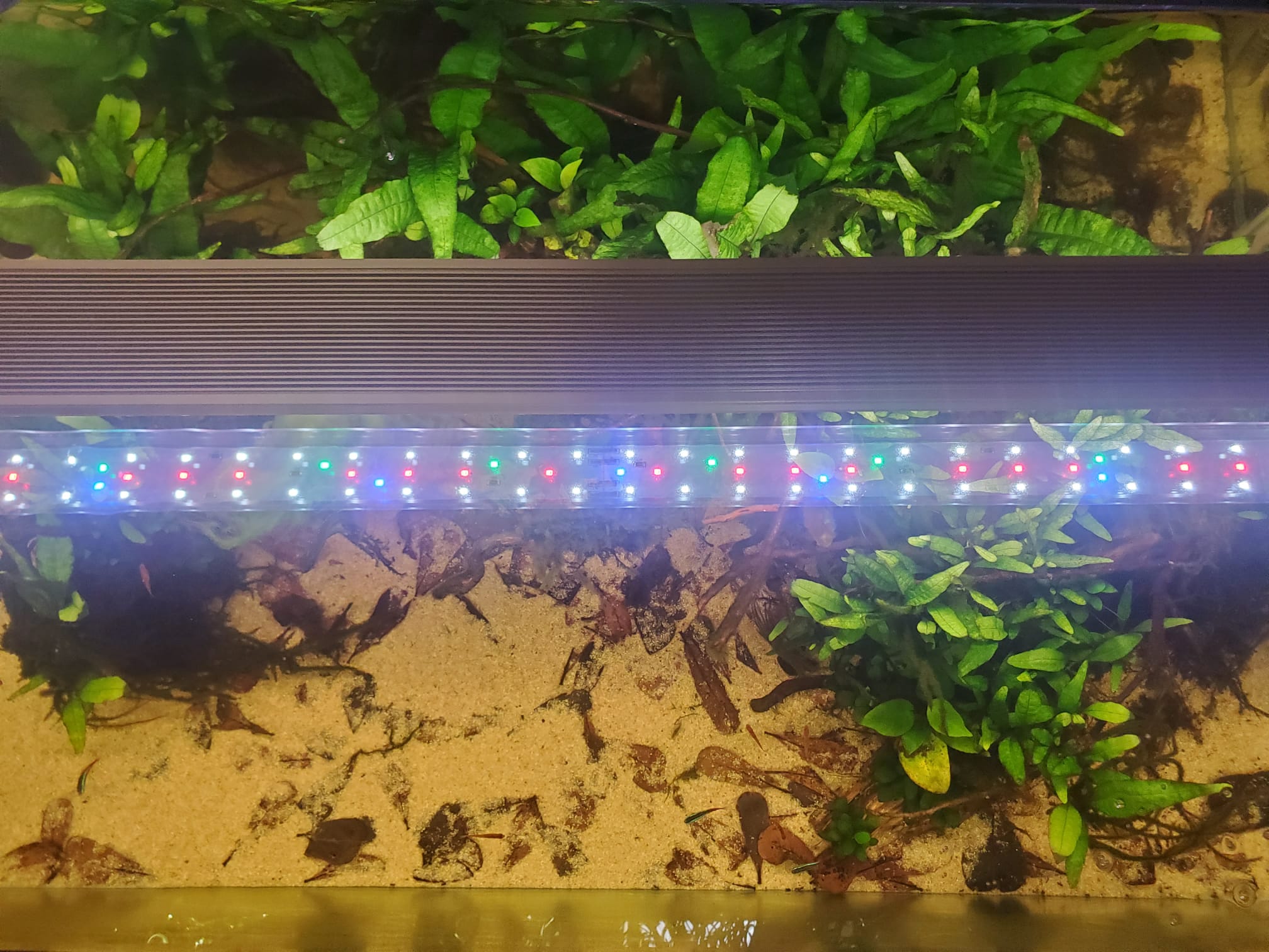 A Guide to Aquarium Lights in Your Planted Aquarium