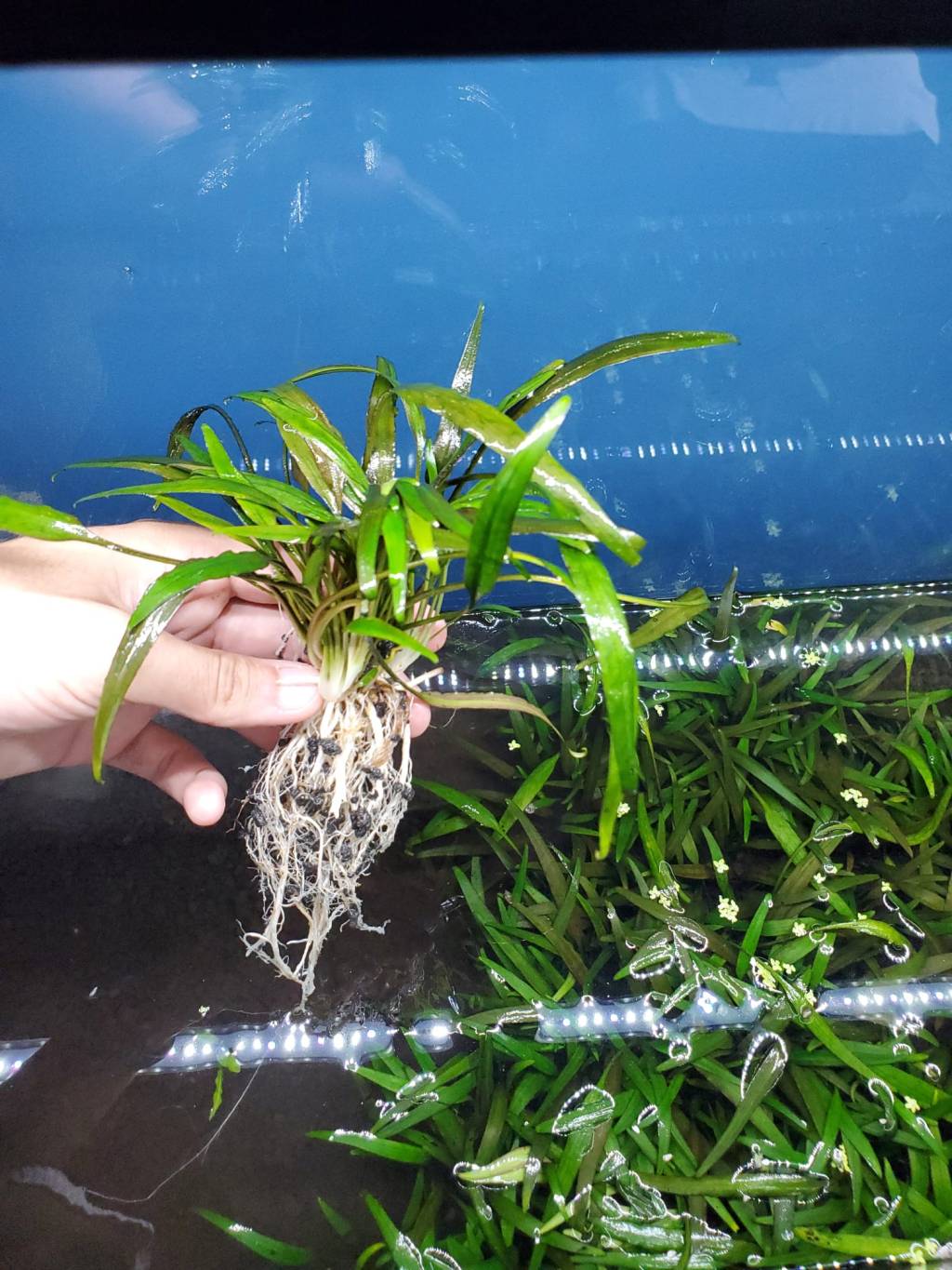 7 Steps for Choosing and Growing Aquarium&nbsp;Plants