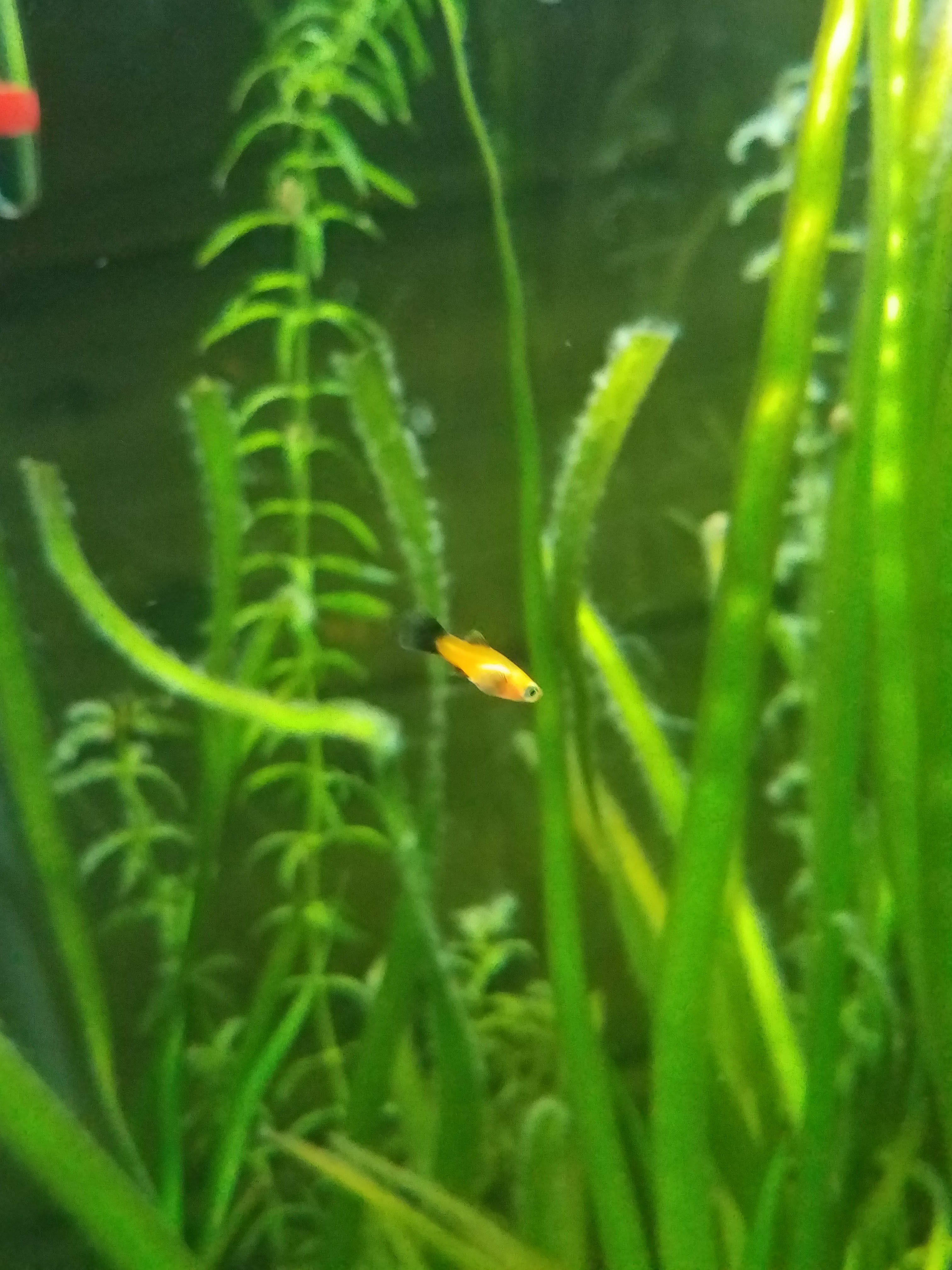 Beginner’s Guide to Choosing Fish for Your Aquarium