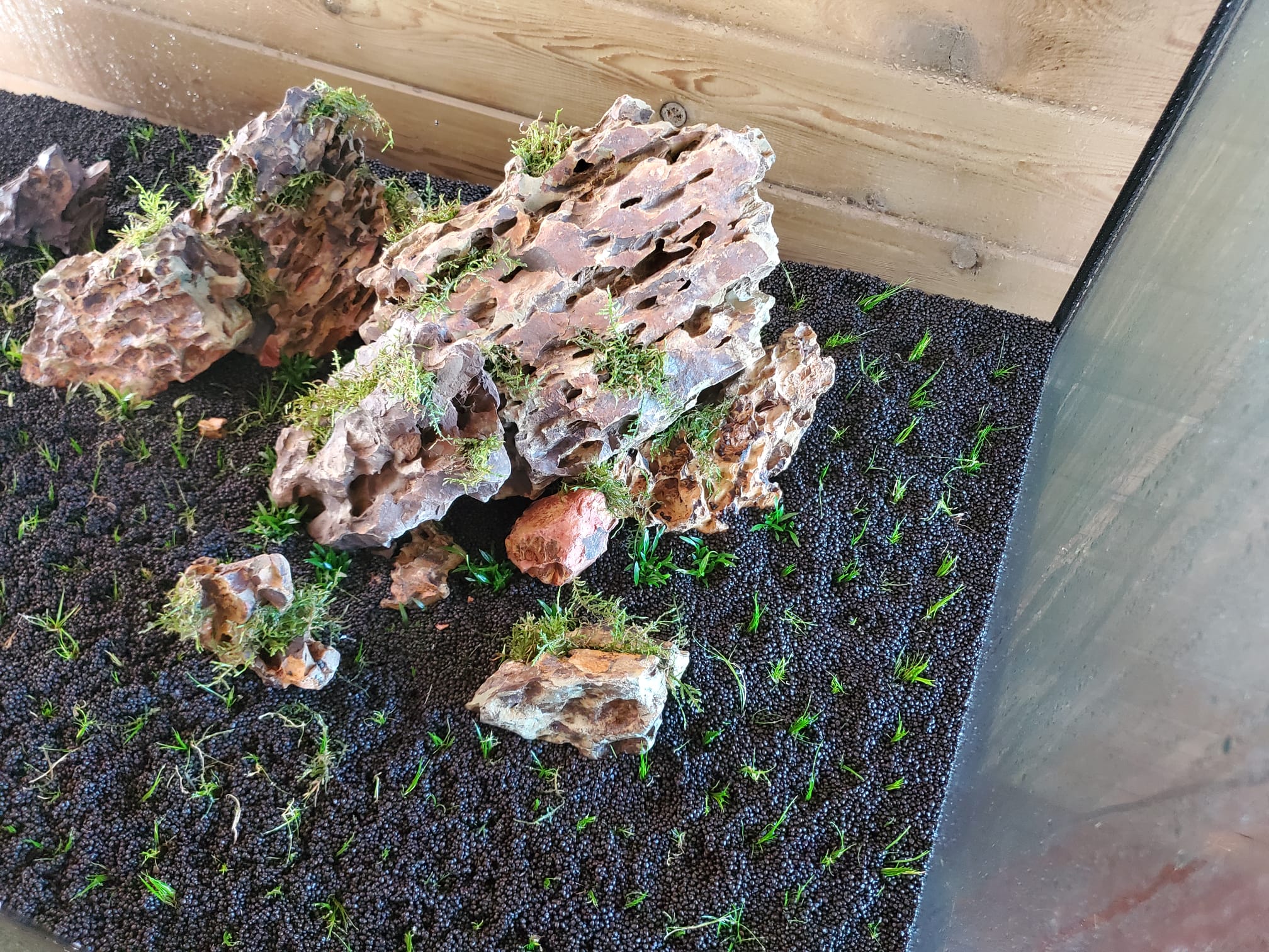 How to pick out substrate for your planted aquarium