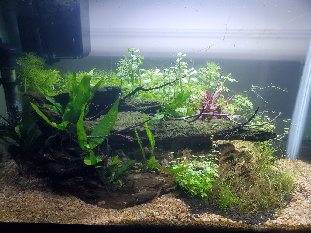 Understanding the Nitrogen Cycle in Your&nbsp;Aquarium