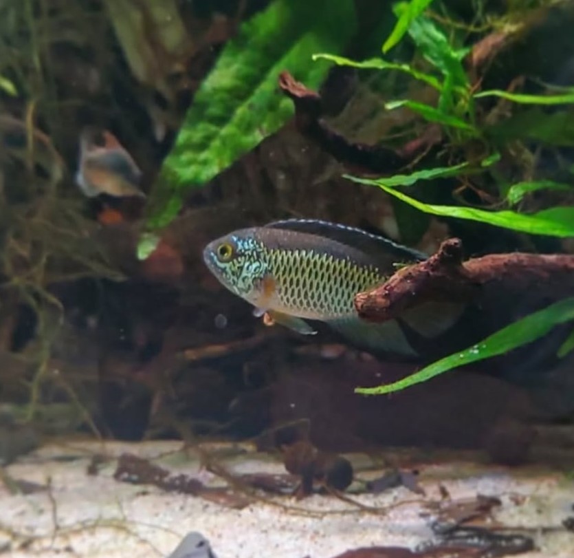Cichlid Water Parameter Adjustment: Essential Tips for Healthy Fish