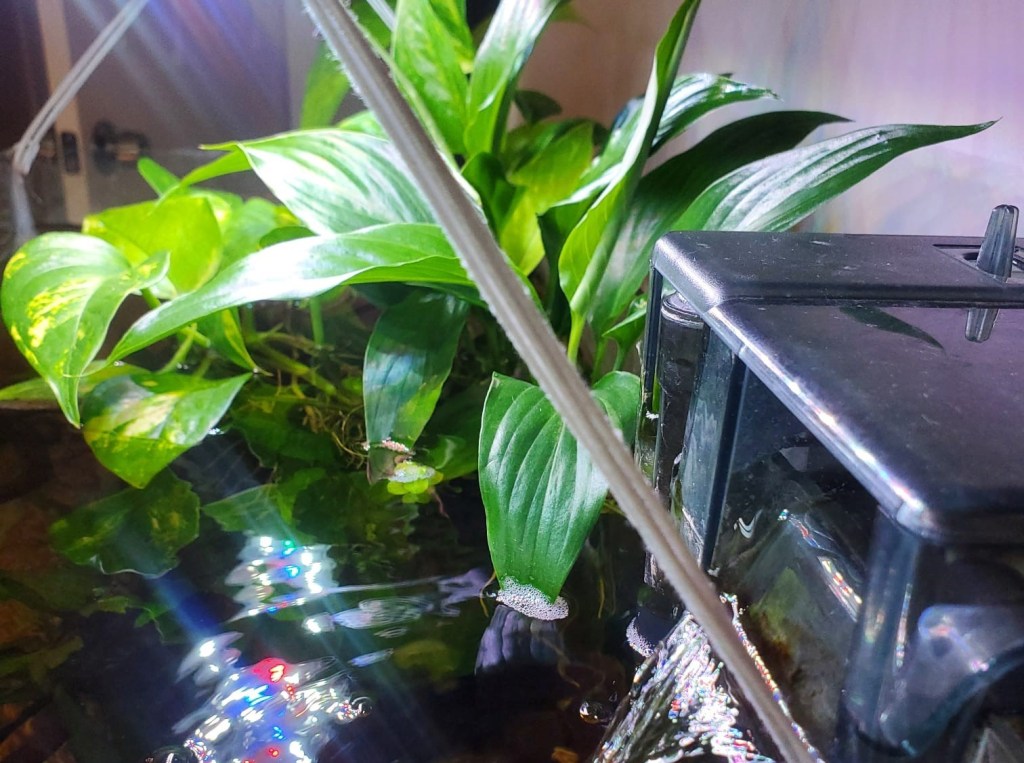 4 Tips About Water Circulation in Your&nbsp;Aquarium